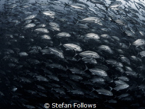 Eldritch ... ! Big Eye Travely - Caranx sexfasciatus. Sai... by Stefan Follows 